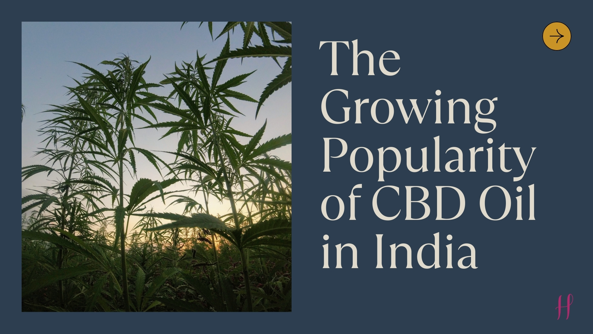 The Growing Popularity of CBD Oil in India